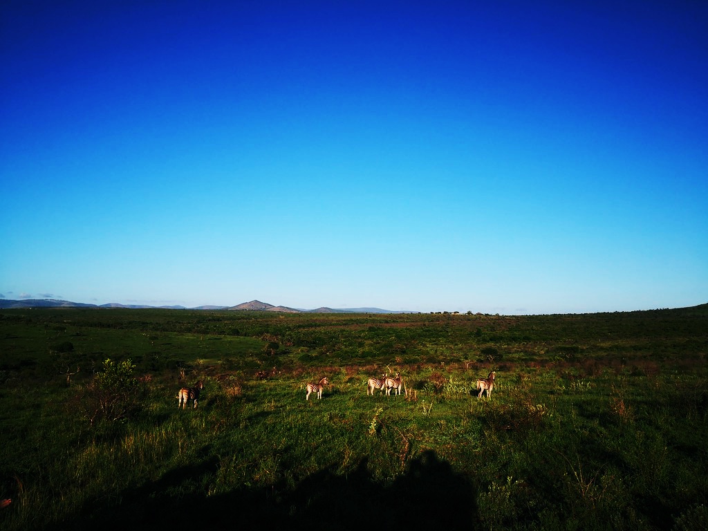 Panorama of African bush in Phinda with animals in the foreground