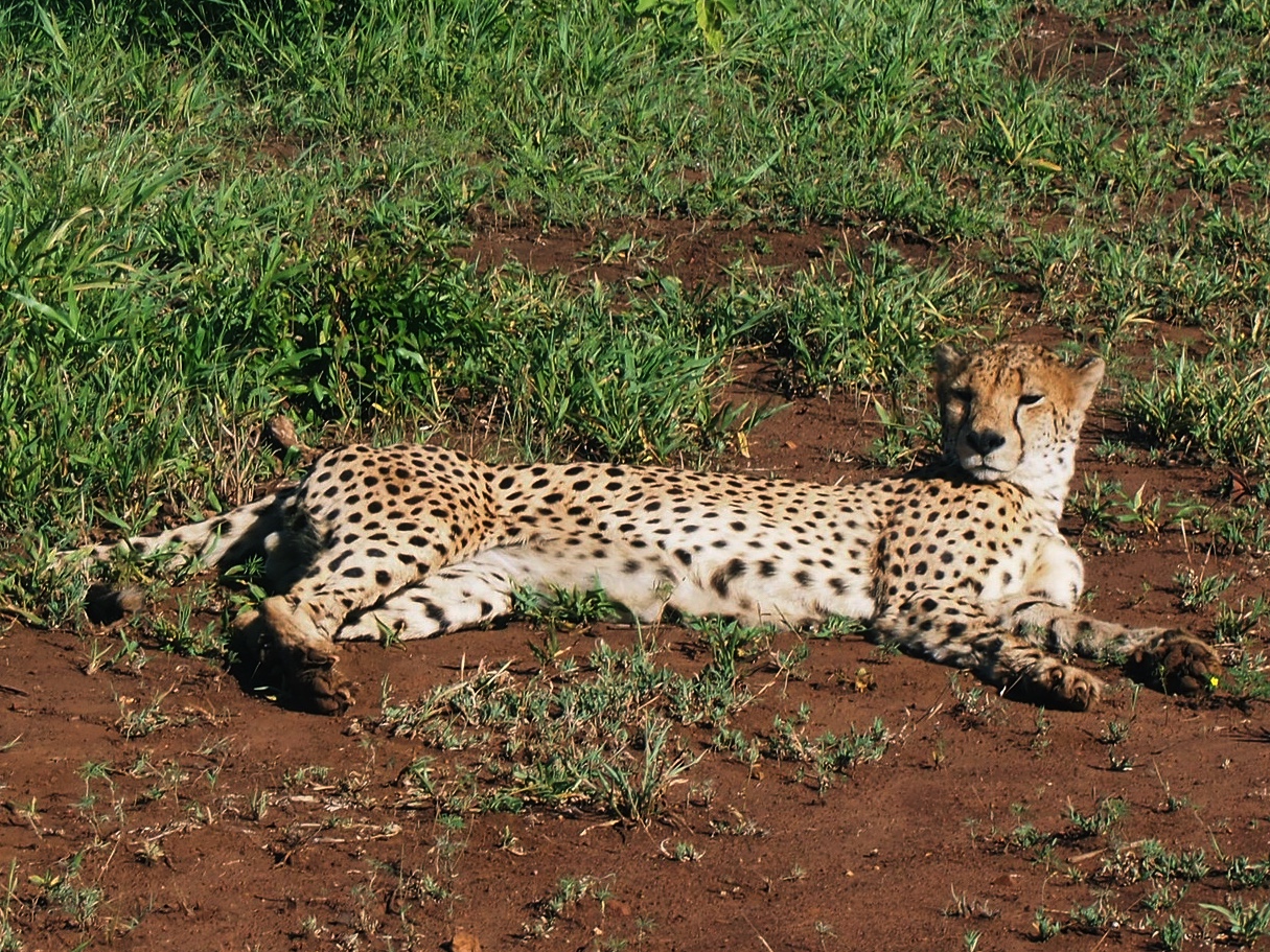 Male cheetah lying in open patch in Phinda