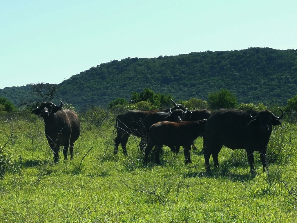 Herd of cape buffaloes in Phinda