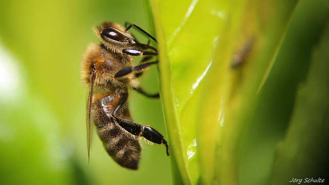 Honigbiene - Honey Bee - Abeille - Miel De Abeja - Explore 2020