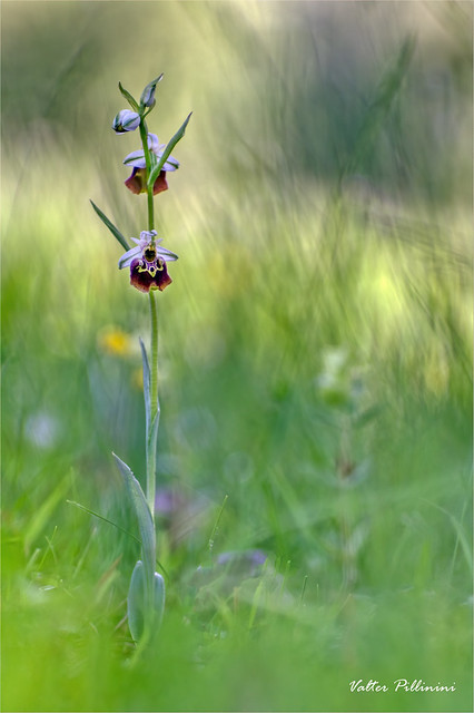 Ophrys holosericea 2020.