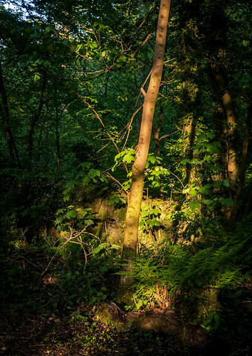 clydemuirshielregionalpark countryside landscape lochwinnoch nationalcycleroute7 renfrewshire scotland spring sunlight tree trees uk bracken britain europe springtime sunriselight unitedkingdom