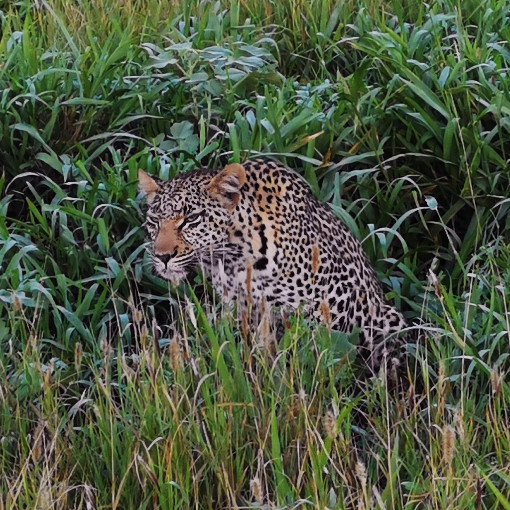 Close-up of female leopard in Phinda