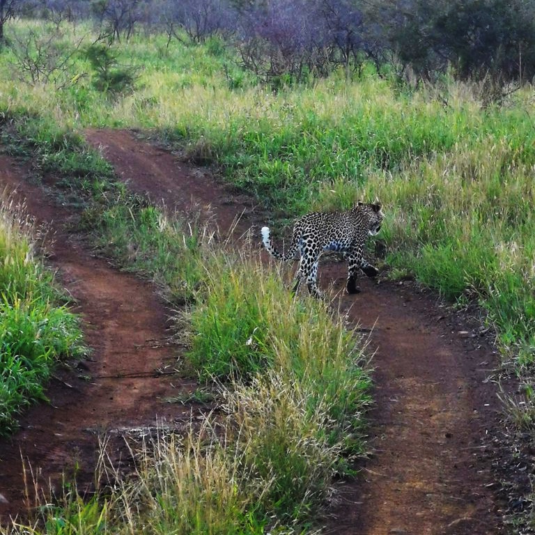 Female leopard moving into the bush in Phinda