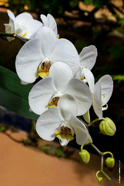 Rama de orquídeas