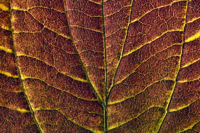 Dogwood leaf backlit close-up detail