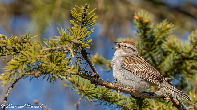 Bruant familier - Spizella passerina - Chipping Sparrow