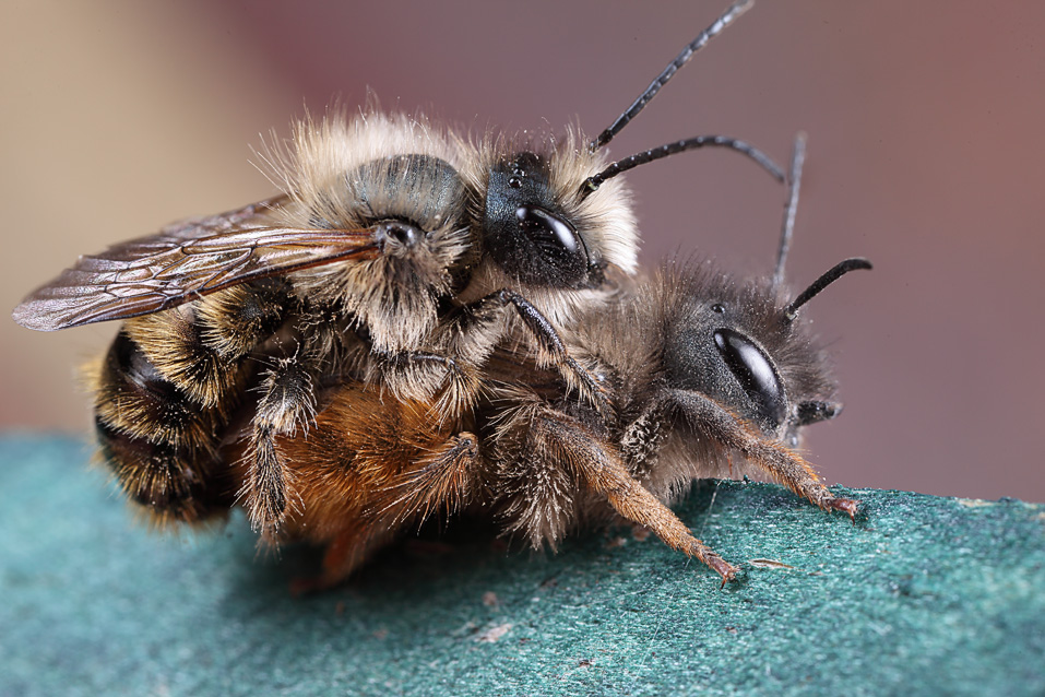 First female red mason bee of the year - FM Forums
