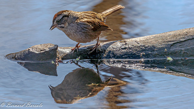 Bruant des marais - Melospiza georgiana - Swamp Sparrow