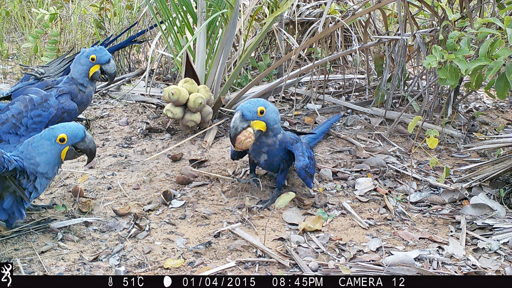 紫藍金剛鸚鵡攝食畫面