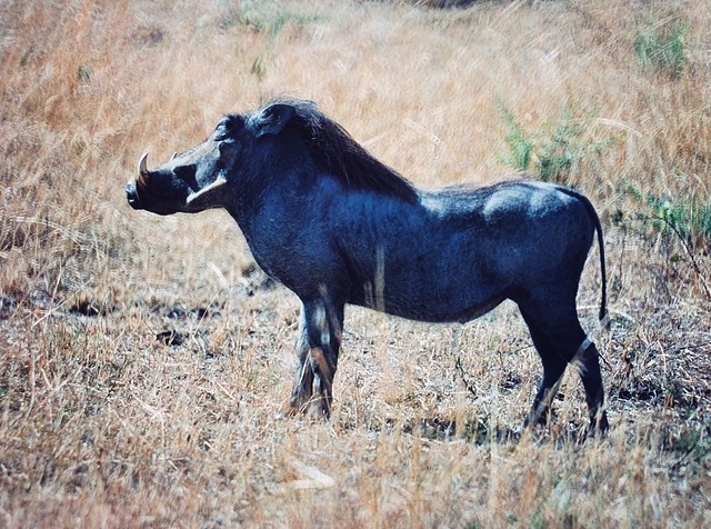 Phacochoerus africanus (Common Warthog)