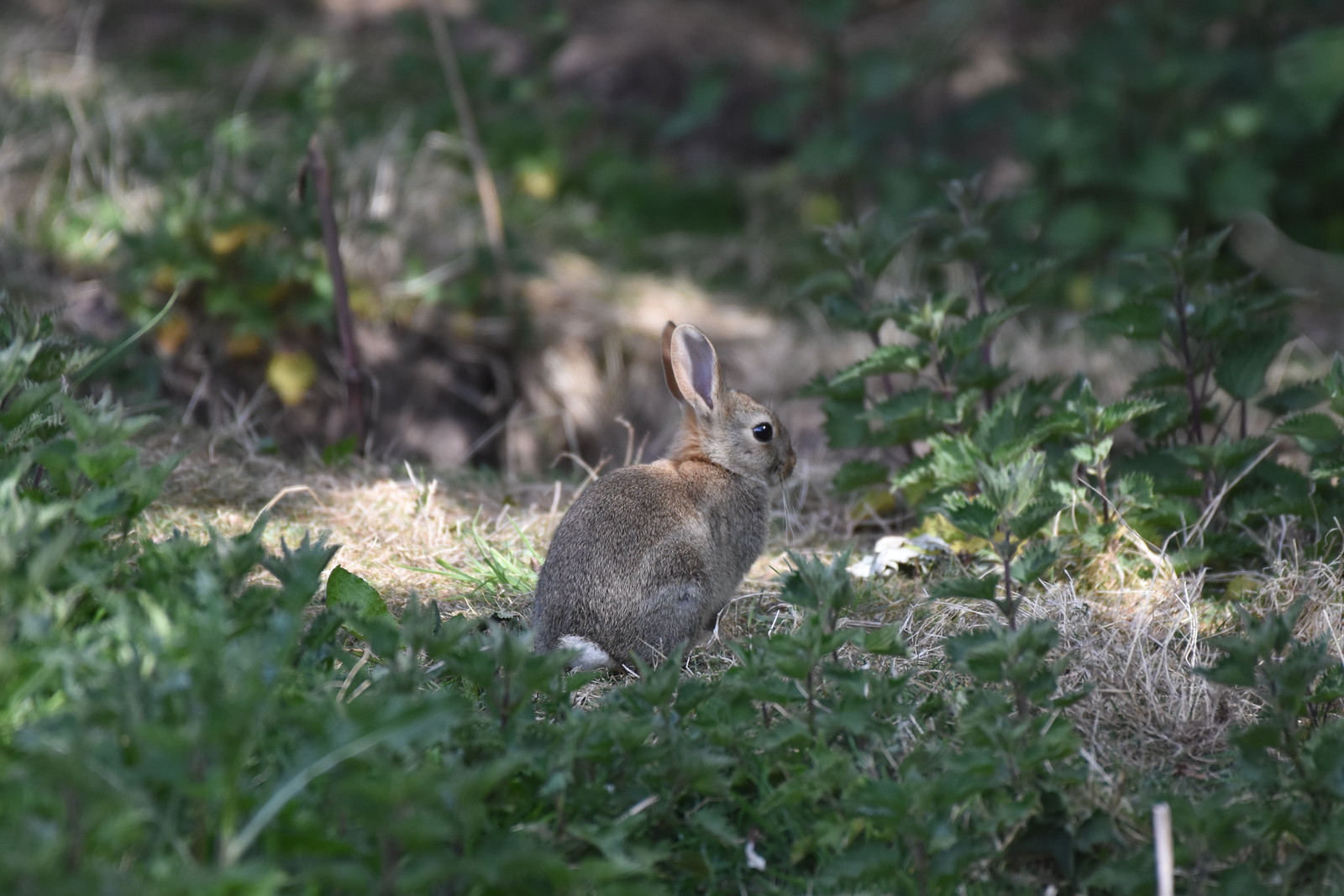 Suprr Rabbit Flickr Rabbits | Flickr