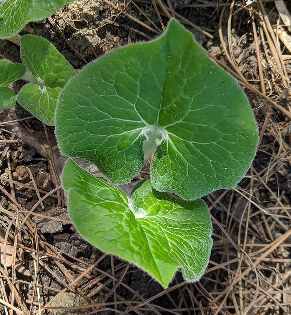 Overhead view of two large, heart-shaped leaves. The top heart is upside-down and the bottom leaf is right-side up.