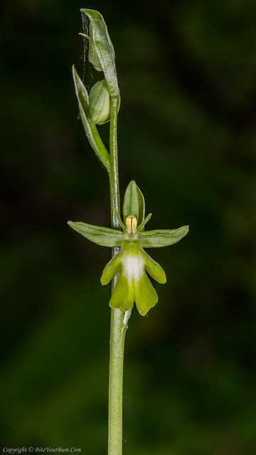 Green Variant Fly Orchid (Ophrys insectifera var. ochroleuca)