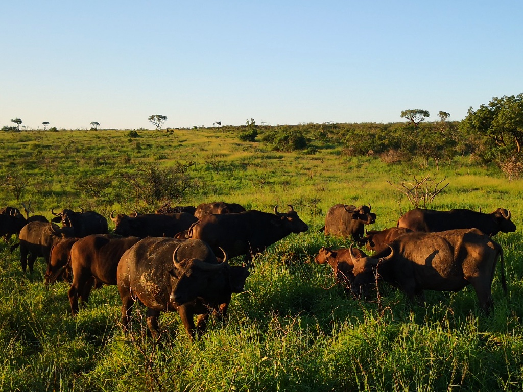 Herd of Cape Buffaloes in Phinda