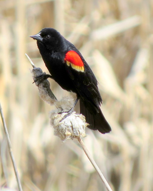 Male Red-winged Blackbird ~2