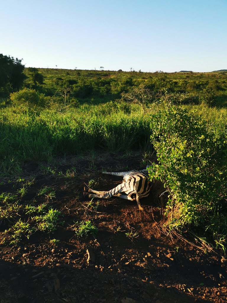 Zebra carcass in Phinda