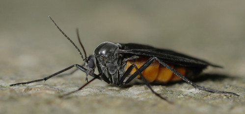 insect diptera fly sciaridae darkwingedfungusgnat northcarolina piedmont yatesmill canonef100mmf28macrousm inaturalist odontosciara odontosciaranigra