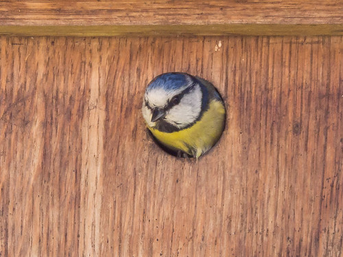 Custom Nesting Box | by TheTorp
