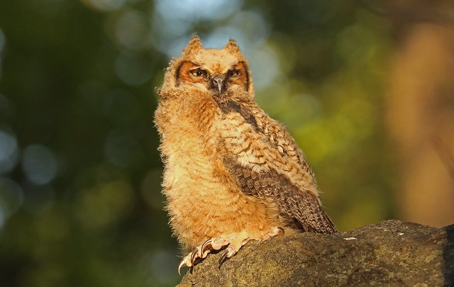 Great Horned Owl Fledgling