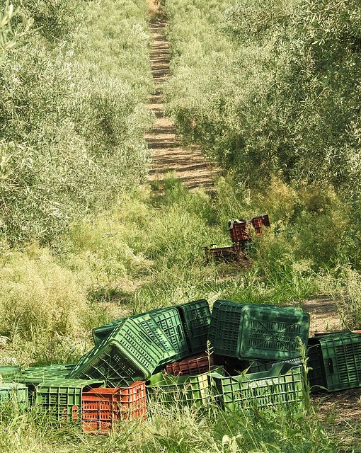 Olive Baskets and Stairway - Halkidiki