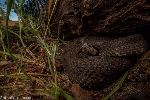 Basking rattlesnake