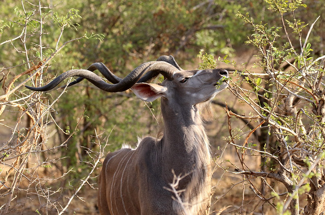 Greater Kudu ♂ Tragelaphus strepsiceros