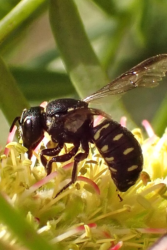 Stelis [Dolichostelis] perpulchra (Tribe Anthidiini) on Honey Mesquite (Prosopis glandulosa)