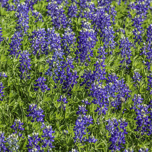 texas usa washingtoncounty blue bluebonnets chappellhill flowers image intimatelandscape landscape outdoors photo photograph squareformat wildflowers f11 mabrycampbell april 2020 april12020 20200401campbellh6a6292 200mm ¹⁄₂₀₀sec iso200 ef200mmf28liiusm