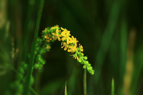Wild | by Michael from Mountains