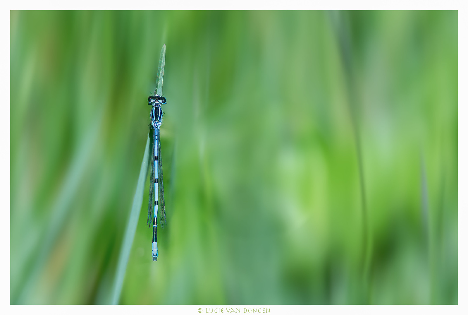 Damselfly-dragonfly