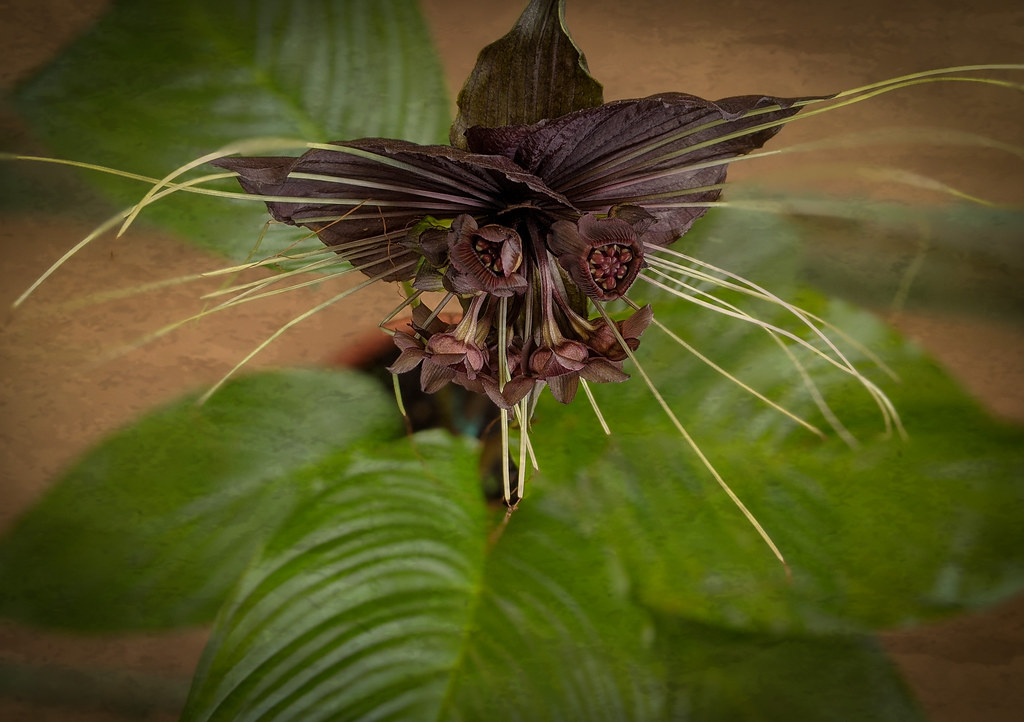 Bat Flower (Tacca chantrieri) | In Brazil “flor morcego” Det… | Flickr