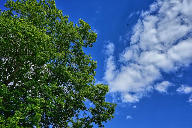 Green leaves - Blue sky