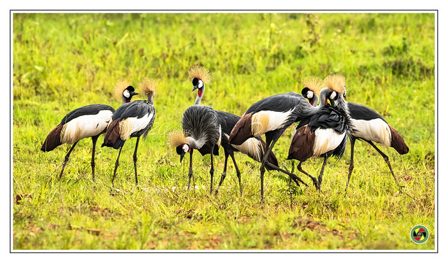 Crested Cranes - Ugandan Pride