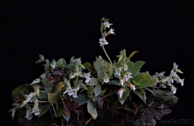 Lankesterella ceracifolia (Barb.Rodr.) Mansf.