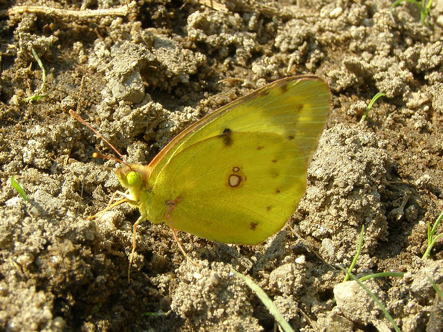 Pale clouded yellow butterfly (Colias hyale)