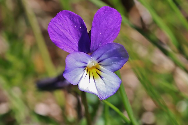 Wild Flower - Wildes Stiefmütterchen (Viola tricolor)