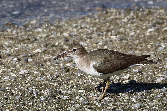 Spotless Spotted Sandpiper