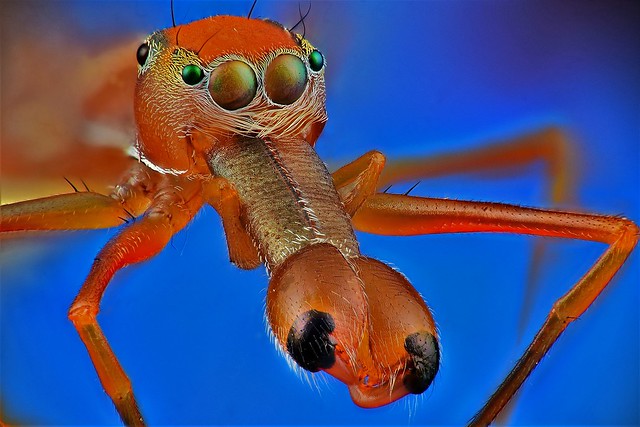 Ant mimc Spider- male