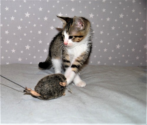 Aladín, gatito blanquipardo divertido y ronroneador, nacido en Febrero´20, en adopción Valencia. ADOPTADO. 49901067561_90884cc4b0