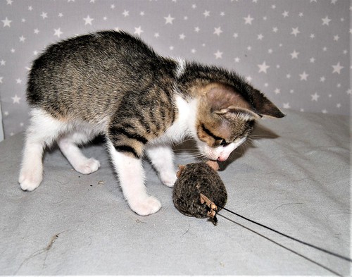 Aladín, gatito blanquipardo divertido y ronroneador, nacido en Febrero´20, en adopción Valencia. ADOPTADO. 49901067751_f70e4d0d06