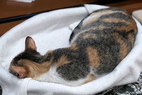 Ruth, gata tricolor jaspeada muy dulce esterilizada, y superbuena, nacida en Mayo'17, en adopción, Valencia. ADOPTADA 49901073461_5a3f814ce2