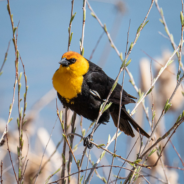 Yellow-headed Blackbird (male)