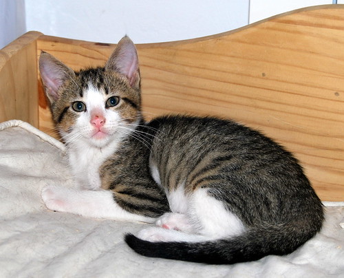 Aladín, gatito blanquipardo divertido y ronroneador, nacido en Febrero´20, en adopción Valencia. ADOPTADO. 49901375582_fd37e784f2