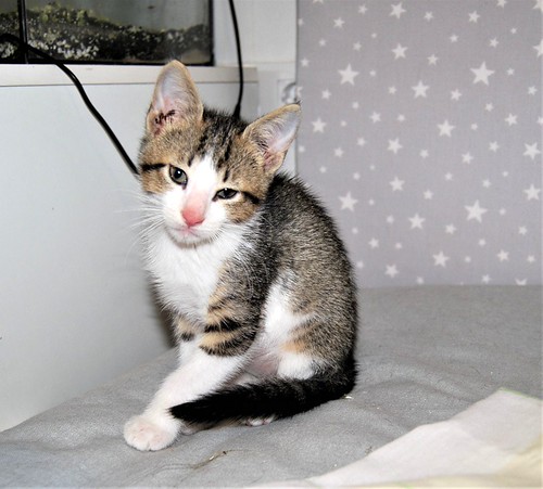 Aladín, gatito blanquipardo divertido y ronroneador, nacido en Febrero´20, en adopción Valencia. ADOPTADO. 49901377237_688bb8aa61