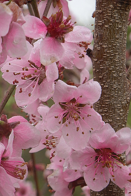 Arctic Peach Blossoms