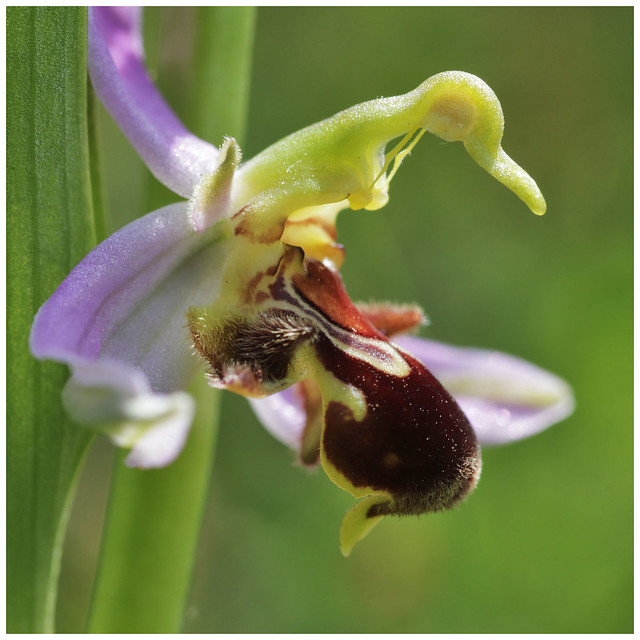 Ophrys abeille, Ophrys apifera