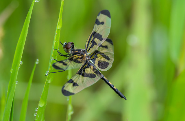 banded pennant