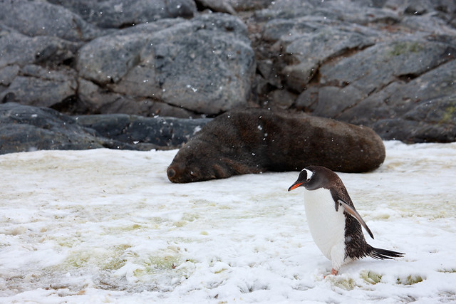Antarctic Fur Seal and a Gentoo Penguin