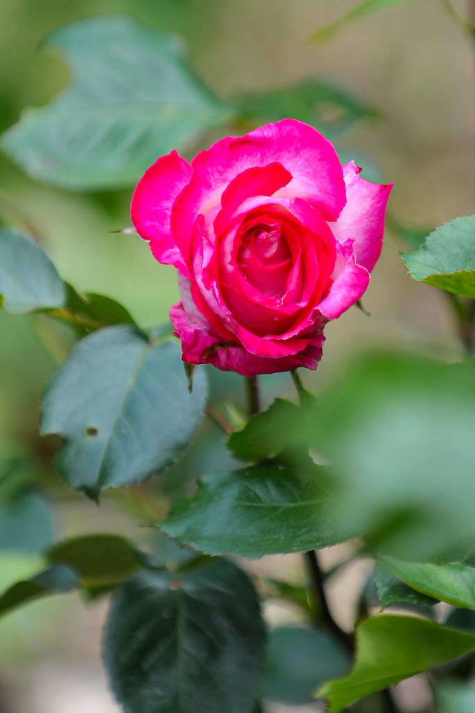 Rose | Christophe VEYRON | Flickr
